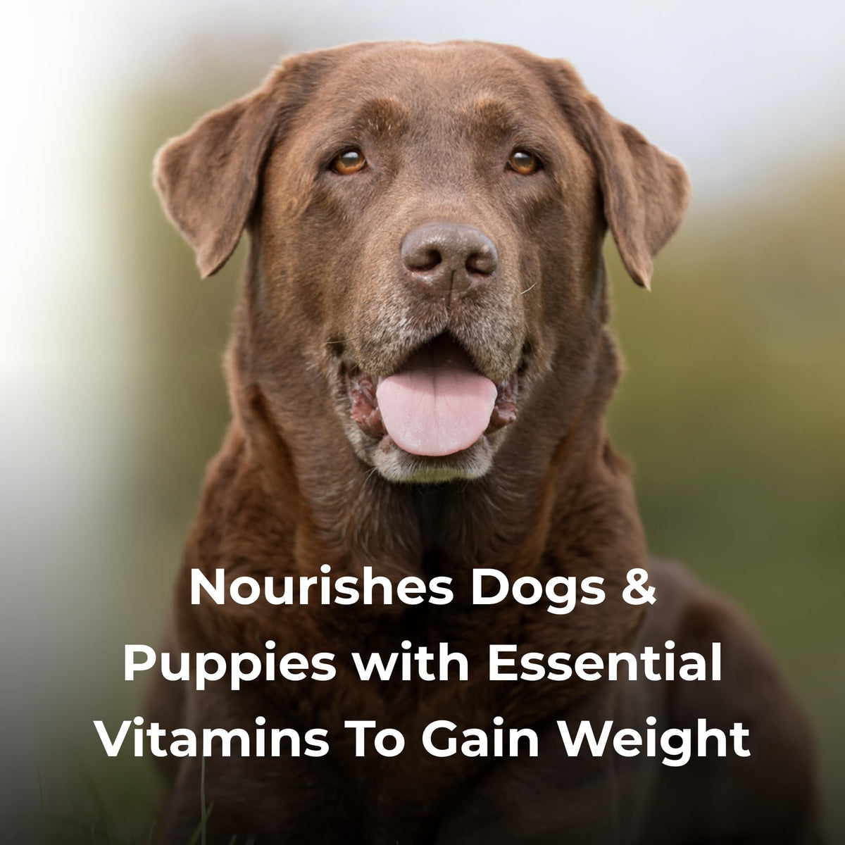 High Calorie Liquid Nutritional Supplement for Dogs & Puppies 16 oz G651458