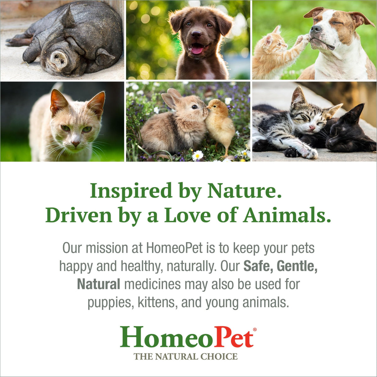 Feline Hairball Supplement 15 Milliliters A820